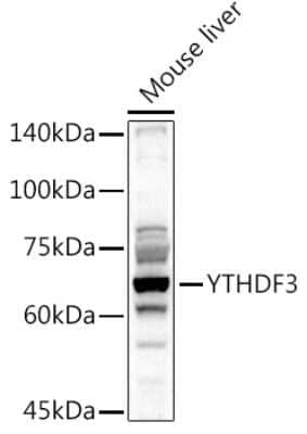 Western Blot: YTHDF3 AntibodyBSA Free [NBP2-94636]